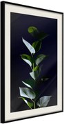 Αφίσα - Floral Elegance - 40x60 - Μαύρο - Με πασπαρτού