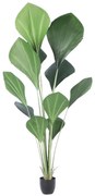 Supergreens Τεχνητό Δέντρο Λικουάλα Πράσινο 210 εκ.