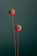 Φωτογραφία Orange Seed Capsules, Studio Collection