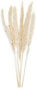Διακοσμητικά Λουλούδια White Phragmitos (Σετ 6Τμχ) LBTAH-AX70127 70cm Ecru Andrea House