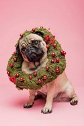 Φωτογραφία Cute Tan Coloured Pug Wearing a Christmas Wreath, ClarkandCompany