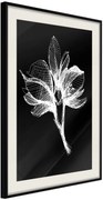 Αφίσα - White Plant - 40x60 - Μαύρο - Με πασπαρτού