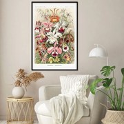 Αφίσα Ernst Haeckel - Orchideen