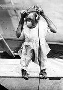 Φωτογραφία Duke The Chimp, Henry Guttmann