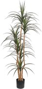 DRACAENA  NP_325_180  ΥΨΟΣ 180cm NewPlan