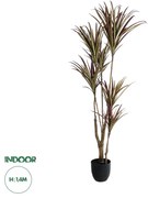 GloboStar® Artificial Garden DRAGON BLOOD TREE 20970 Τεχνητό Διακοσμητικό Φυτό Δράκαινα Φ60 x Υ140cm