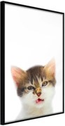 Αφίσα - Funny Kitten - 40x60 - Μαύρο - Χωρίς πασπαρτού