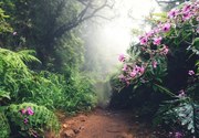 Φωτογραφία Walking Path On Madeira Island, borchee