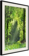 Αφίσα - Forest Path - 40x60 - Μαύρο - Με πασπαρτού