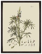 Κάδρο Botanical VI FA13229 60x80cm Green MindTheGap Κάθετοι Ξύλο