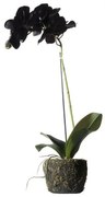 Τεχνητό Φυτό Ορχιδέα Phalaenopsis Real Touch Μαύρη με Βάση Moss 60 εκ. 8070-6 Supergreens 8070-6 Μαύρο