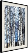 Αφίσα - Winter Birch Trees - 40x60 - Μαύρο - Με πασπαρτού