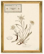 Κάδρο Herbarium Alpinium I FA13455 35x50cm Multi MindTheGap Κάθετοι Wood, Glass