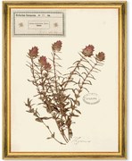 Κάδρο Herbarium Alpinium IX FA13463 35x50cm Multi MindTheGap Κάθετοι Wood, Glass