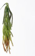 Supergreens Τεχνητή Κρεμαστή Φτέρη Κόκκινη 84 εκ