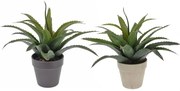 Φυτό Aloe  (2 τεμάχια)