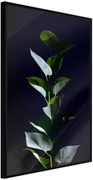 Αφίσα - Floral Elegance - 40x60 - Μαύρο - Χωρίς πασπαρτού