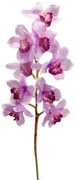 Flower Eladro Ορχιδέα Σιμπίντιουμ 1238616-D1