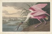 Αναπαραγωγή Roseate Spoonbill, 1836, John James (after) Audubon