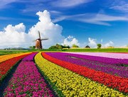 Φωτογραφία Tulips and Windmills, JacobH