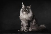 Φωτογραφία A Maine Coon with an attitude, Mieke Engelbos