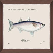 Κάδρο Mediterranean Fish - Grey Mullet By F Clark Fa13376 50X35Cm White-Blue Mindthegap Οριζόντιοι Ξύλο