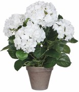 Τεχνητό Λουλούδι Σε Γλάστρα 45εκ. Edelman Hortensia White 947278