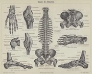 Αναπαραγωγή Ligaments of the human body, German School,