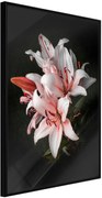 Αφίσα - Pale Pink Lilies - 40x60 - Μαύρο - Χωρίς πασπαρτού