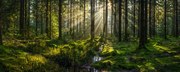 Φωτογραφία Sunlight streaming through forest canopy illuminated, fotoVoyager