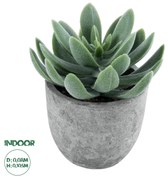 GloboStar® Artificial Garden SUCCULENT SEDEVERIA 21025 Διακοσμητικό Φυτό Παχύφυτο Σεντεβέρια Υ10.5cm