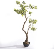 Supergreens Τεχνητό Δέντρο Φίκος Ginseng Πράσινο 150 εκ.