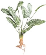 Supergreens Τεχνητή Χωνευτή Καλαθέα Orbifolia 61 εκ.