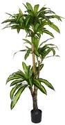 Intrahome Διακοσμητικό φυτό Dracaena I σε γλάστρα intrahome  πράσινο pp Υ170εκ | SKU: INTRAPA-427111110