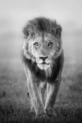 Φωτογραφία Face to Face with Male Lion, Vicki Jauron, Babylon and Beyond Photography