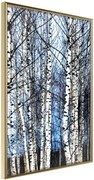 Αφίσα - Winter Birch Trees - 40x60 - Χρυσό - Χωρίς πασπαρτού