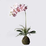 Supergreens Τεχνητό Φυτό Ορχιδέα Phalaenopsis Real Touch Ροζ με Βάση Moss 60 εκ