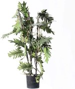 Τεχνητό Φυτό Φιλόδεντρο Xanadu 5161-7 30x75cm Green Supergreens Polyethylene