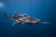 Φωτογραφία Whale shark, Barathieu Gabriel