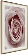 Αφίσα - Rosebud - 40x60 - Χρυσό - Με πασπαρτού