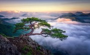 Φωτογραφία On the rock, Tiger Seo