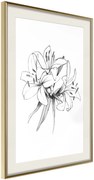 Αφίσα - Sketch of Lillies - 40x60 - Χρυσό - Με πασπαρτού