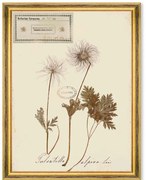 Κάδρο Herbarium Alpinium XI FA13465 35x50cm Multi MindTheGap Vertical Ξύλο,Γυαλί