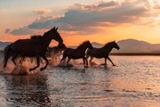 Φωτογραφία WATER HORSES, BARKAN TEKDOGAN