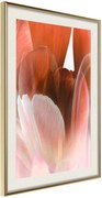 Αφίσα - Tulip Petals - 40x60 - Χρυσό - Με πασπαρτού