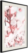 Αφίσα - Cotton Flowers - 40x60 - Μαύρο - Με πασπαρτού