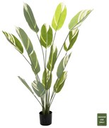 ΔΙΑΚΟΣΜΗΤΙΚΟ ΣΥΝΘΕΤΙΚΟ ΦΥΤΟ HM7997 CALATHEA ΣΕ ΓΛΑΣΤΡΑ 140Υεκ.