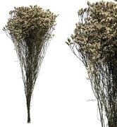 MarHome ΚΛΑΔΙ ΓΚΡΙ CRYSTAL GRASS ΑΠΟΞΗΡΑΜΕΝΟ 6~8ΤΜΧ/ΜΑΤΣΟ Υ60~70cm, 25~30cm ΤΟ ΑΝΘΟΣ- 100/ΚΙΒ 00-50004-3