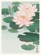 Αναπαραγωγή Water Lily, Ohara Koson