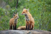 Φωτογραφία Red Fox & Kit, mlorenzphotography